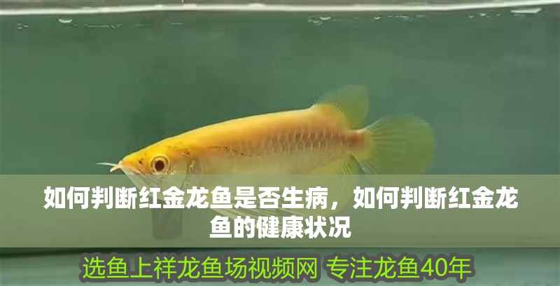 如何判斷紅金龍魚是否生病，如何判斷紅金龍魚的健康狀況 如何判斷紅金龍魚是否生病，如何判斷紅金龍魚的健康狀況 龍魚百科