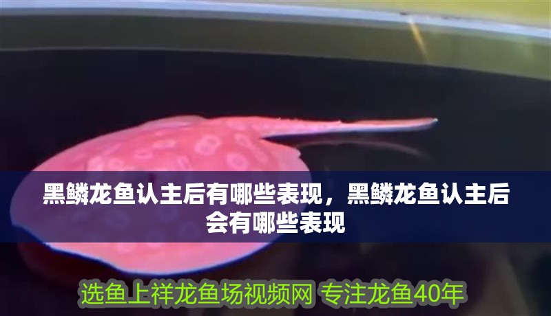 黑鱗龍魚認主后有哪些表現，黑鱗龍魚認主后會有哪些表現 黑鱗龍魚認主后有哪些表現，黑鱗龍魚認主后會有哪些表現 龍魚百科