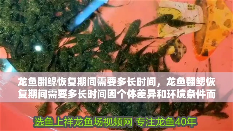 龍魚翻鰓恢復期間需要多長時間，龍魚翻鰓恢復期間需要多長時間因個體差異和環境條件而異 龍魚翻鰓恢復期間需要多長時間，龍魚翻鰓恢復期間需要多長時間因個體差異和環境條件而異 龍魚百科