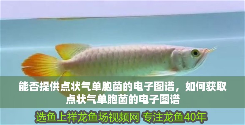 能否提供點(diǎn)狀氣單胞菌的電子圖譜，如何獲取點(diǎn)狀氣單胞菌的電子圖譜 能否提供點(diǎn)狀氣單胞菌的電子圖譜，如何獲取點(diǎn)狀氣單胞菌的電子圖譜 龍魚百科