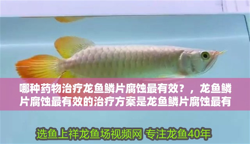 哪種藥物治療龍魚鱗片腐蝕最有效？，龍魚鱗片腐蝕最有效的治療方案是龍魚鱗片腐蝕最有效的治療方案 哪種藥物治療龍魚鱗片腐蝕最有效？，龍魚鱗片腐蝕最有效的治療方案是龍魚鱗片腐蝕最有效的治療方案 龍魚百科