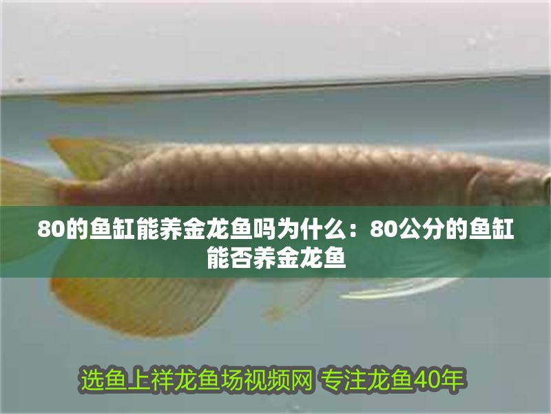 80的魚缸能養金龍魚嗎為什么：80公分的魚缸能否養金龍魚