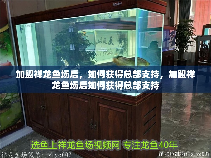 加盟祥龍魚場后，如何獲得總部支持，加盟祥龍魚場后如何獲得總部支持 加盟祥龍魚場后，如何獲得總部支持，加盟祥龍魚場后如何獲得總部支持 龍魚百科