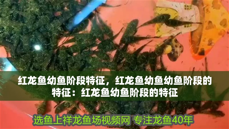 紅龍魚幼魚階段特征，紅龍魚幼魚幼魚階段的特征：紅龍魚幼魚階段的特征