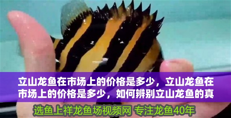 立山龍魚在市場上的價格是多少，立山龍魚在市場上的價格是多少，如何辨別立山龍魚的真偽 立山龍魚在市場上的價格是多少，立山龍魚在市場上的價格是多少，如何辨別立山龍魚的真偽 龍魚百科