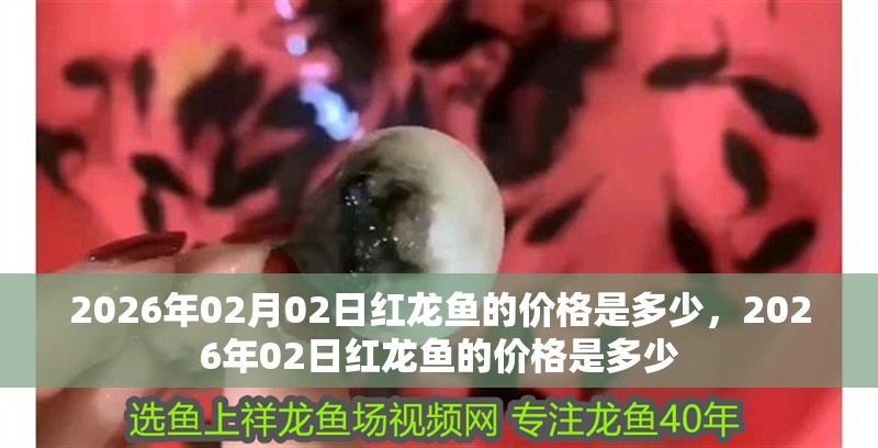 2026年02月02日紅龍魚的價格是多少，2026年02日紅龍魚的價格是多少