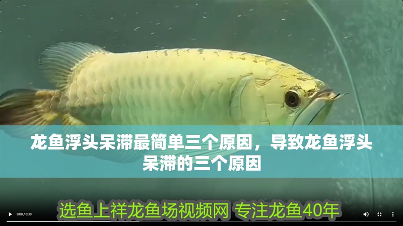 龍魚浮頭呆滯最簡單三個原因，導致龍魚浮頭呆滯的三個原因