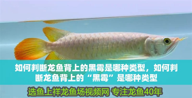如何判斷龍魚背上的黑霉是哪種類型，如何判斷龍魚背上的“黑霉”是哪種類型
