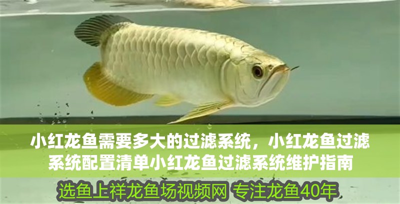 小紅龍魚需要多大的過濾系統(tǒng)，小紅龍魚過濾系統(tǒng)配置清單小紅龍魚過濾系統(tǒng)維護指南