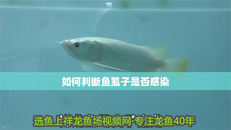 龍魚燈光開多長時間合適？ 龍魚燈光開多長時間合適？ 龍魚百科