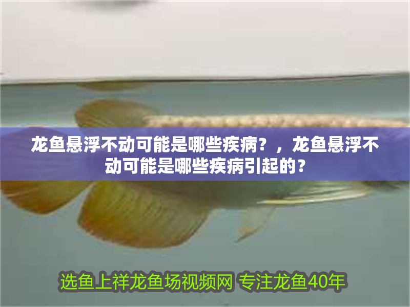 龍魚懸浮不動可能是哪些疾病？，龍魚懸浮不動可能是哪些疾病引起的？