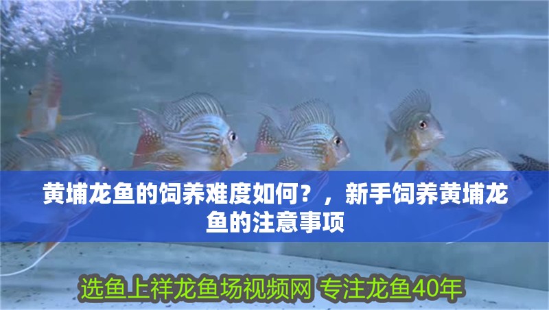 黃埔龍魚的飼養難度如何？，新手飼養黃埔龍魚的注意事項