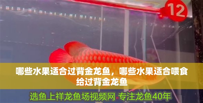哪些水果適合過背金龍魚，哪些水果適合喂食給過背金龍魚 哪些水果適合過背金龍魚，哪些水果適合喂食給過背金龍魚 龍魚百科