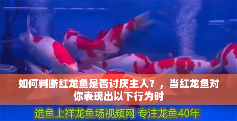 如何判斷紅龍魚是否討厭主人？，當(dāng)紅龍魚對(duì)你表現(xiàn)出以下行為時(shí) 如何判斷紅龍魚是否討厭主人？，當(dāng)紅龍魚對(duì)你表現(xiàn)出以下行為時(shí) 龍魚百科