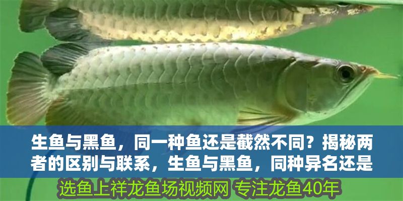 生魚與黑魚，同一種魚還是截然不同？揭秘兩者的區別與聯系，生魚與黑魚，同種異名還是截然不同？全面解析兩者的區別與聯系