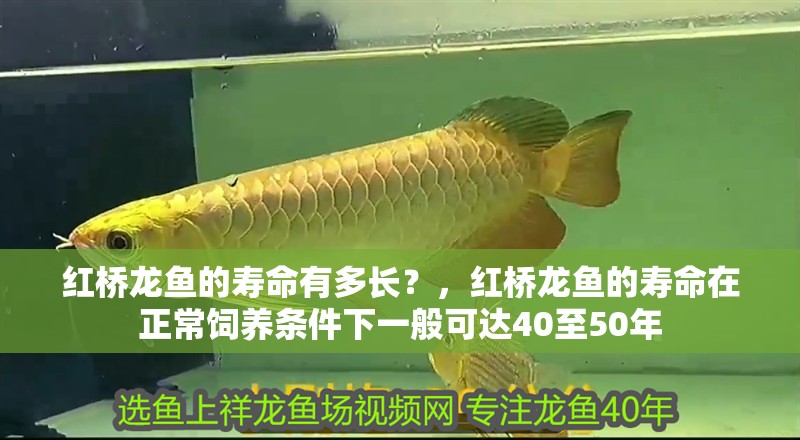 紅橋龍魚的壽命有多長？，紅橋龍魚的壽命在正常飼養(yǎng)條件下一般可達40至50年