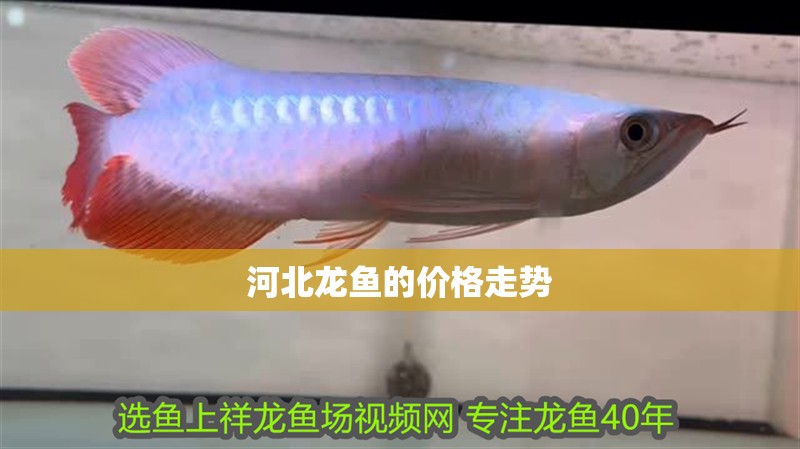 河北龍魚的價格走勢 河北龍魚的價格走勢 龍魚百科