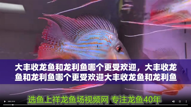 大豐收龍魚和龍利魚哪個更受歡迎，大豐收龍魚和龍利魚哪個更受歡迎大豐收龍魚和龍利魚哪個更受歡迎