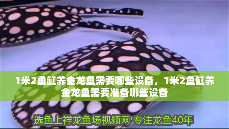 1米2魚缸養(yǎng)金龍魚需要哪些設備，1米2魚缸養(yǎng)金龍魚需要準備哪些設備