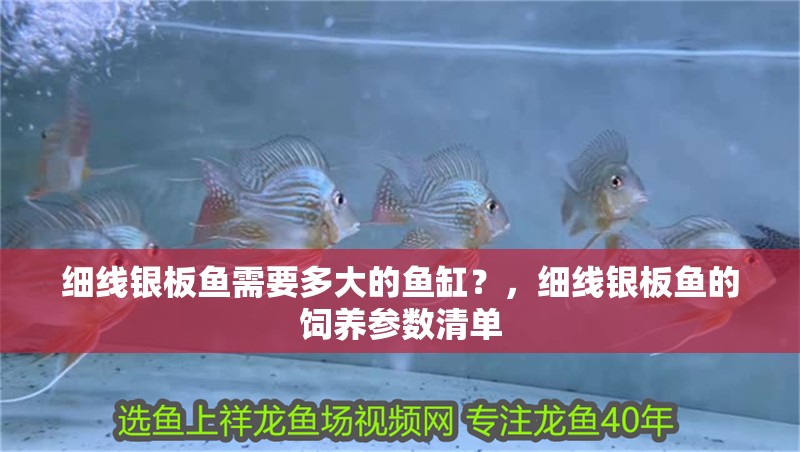 細線銀板魚需要多大的魚缸？，細線銀板魚的飼養參數清單