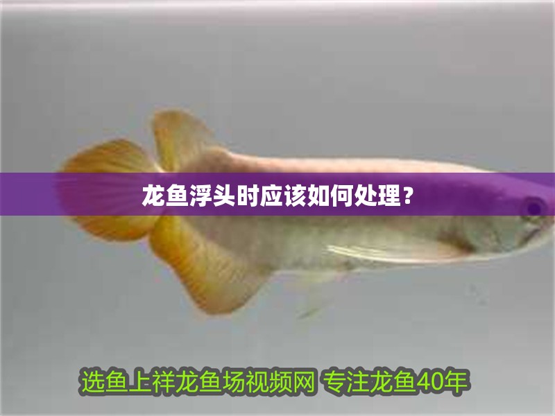 龍魚浮頭時應該如何處理？ 龍魚浮頭時應該如何處理？ 龍魚百科