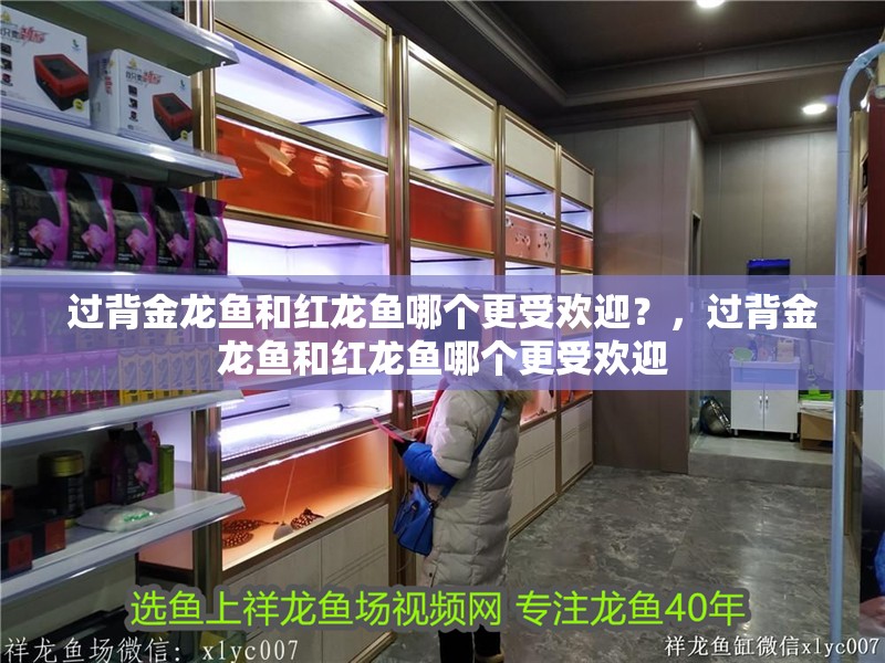 過背金龍魚和紅龍魚哪個更受歡迎？，過背金龍魚和紅龍魚哪個更受歡迎 過背金龍魚和紅龍魚哪個更受歡迎？，過背金龍魚和紅龍魚哪個更受歡迎 龍魚百科