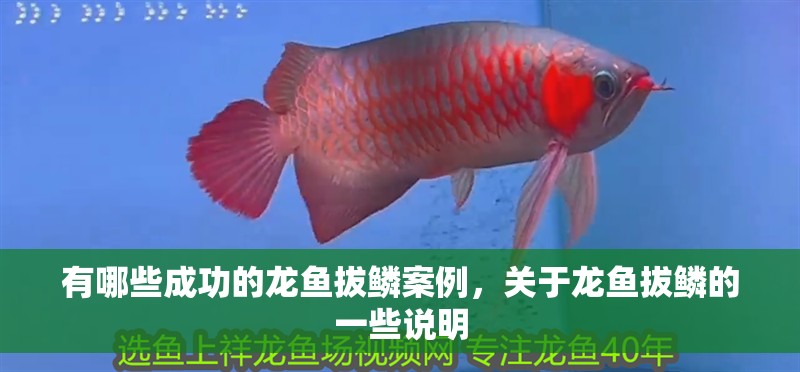 有哪些成功的龍魚拔鱗案例，關(guān)于龍魚拔鱗的一些說明