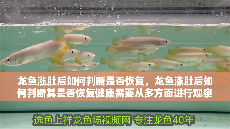龍魚漲肚后如何判斷是否恢復，龍魚漲肚后如何判斷其是否恢復健康需要從多方面進行觀察和評估