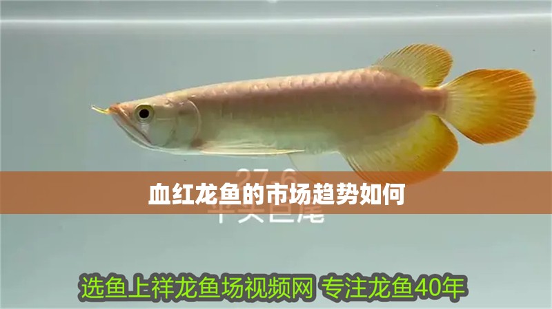 血紅龍魚的市場趨勢如何