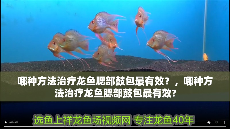 哪種方法治療龍魚腮部鼓包最有效？，哪種方法治療龍魚腮部鼓包最有效?