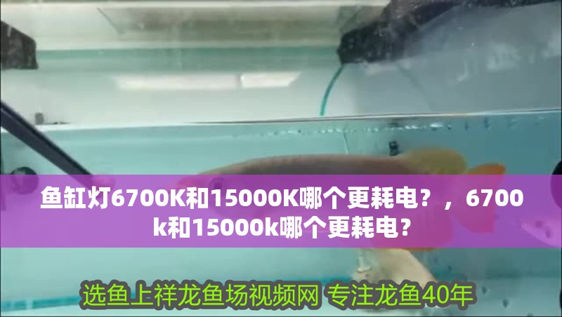 魚缸燈6700K和15000K哪個更耗電？，6700k和15000k哪個更耗電？ 魚缸燈6700K和15000K哪個更耗電？，6700k和15000k哪個更耗電？ 龍魚百科