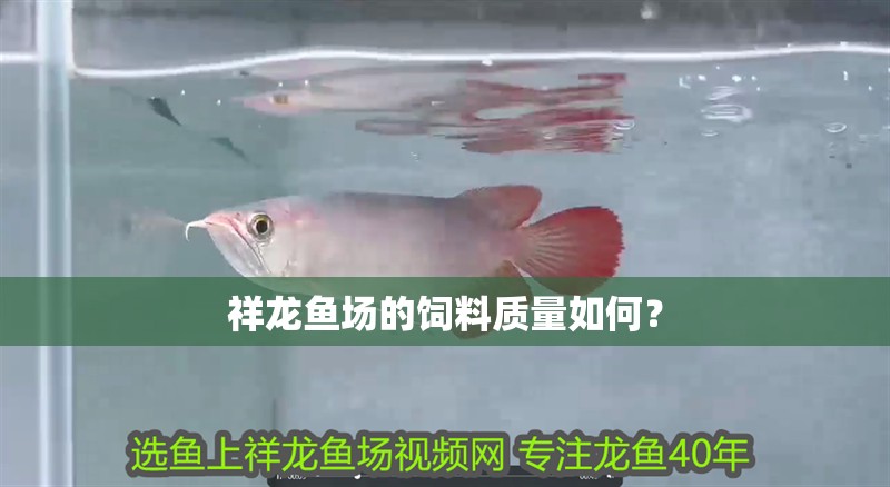 祥龍魚場的飼料質(zhì)量如何？