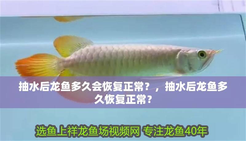 抽水后龍魚多久會(huì)恢復(fù)正常？，抽水后龍魚多久恢復(fù)正常？