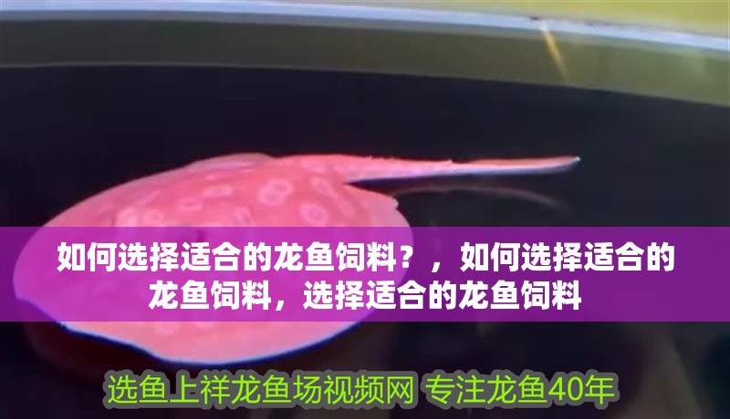 如何選擇適合的龍魚飼料？，如何選擇適合的龍魚飼料，選擇適合的龍魚飼料