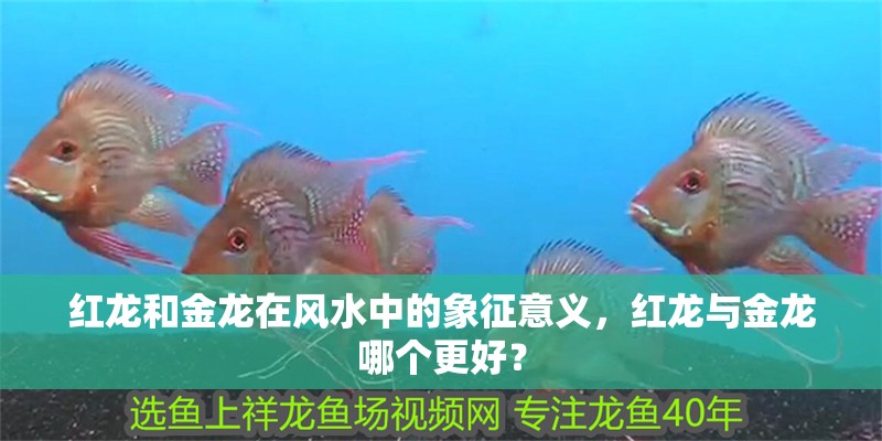 紅龍和金龍在風水中的象征意義，紅龍與金龍哪個更好？