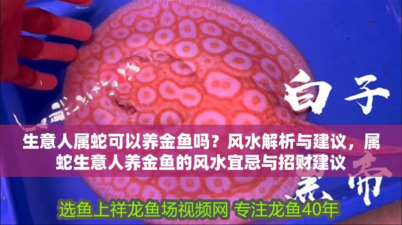 生意人屬蛇可以養(yǎng)金魚嗎？風水解析與建議，屬蛇生意人養(yǎng)金魚的風水宜忌與招財建議