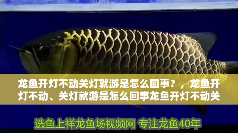 龍魚開燈不動關燈就游是怎么回事？，龍魚開燈不動、關燈就游是怎么回事龍魚開燈不動關燈就游 龍魚開燈不動關燈就游是怎么回事？，龍魚開燈不動、關燈就游是怎么回事龍魚開燈不動關燈就游 龍魚百科