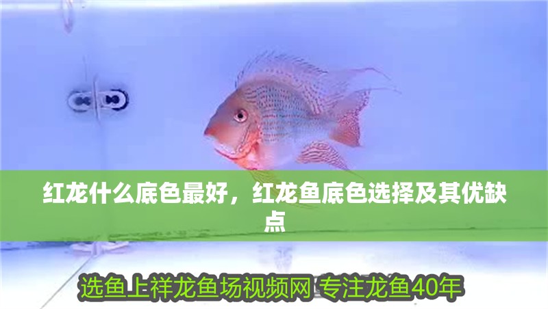 紅龍什么底色最好，紅龍魚底色選擇及其優缺點
