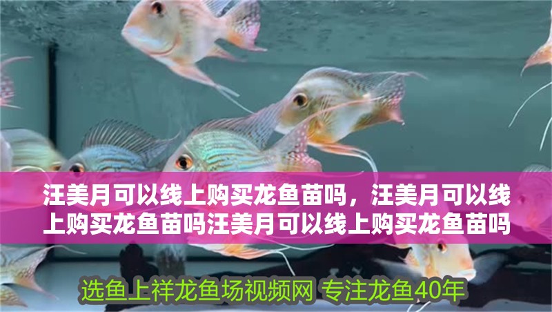 汪美月可以線上購買龍魚苗嗎，汪美月可以線上購買龍魚苗嗎汪美月可以線上購買龍魚苗嗎