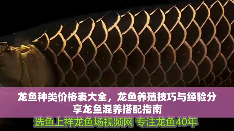 龍魚種類價格表大全，龍魚養(yǎng)殖技巧與經(jīng)驗(yàn)分享龍魚混養(yǎng)搭配指南 龍魚種類價格表大全，龍魚養(yǎng)殖技巧與經(jīng)驗(yàn)分享龍魚混養(yǎng)搭配指南 龍魚百科 第2張