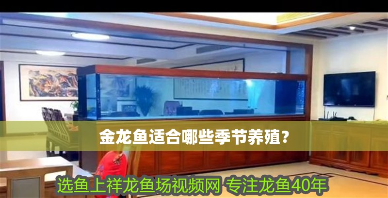 金龍魚適合哪些季節養殖？