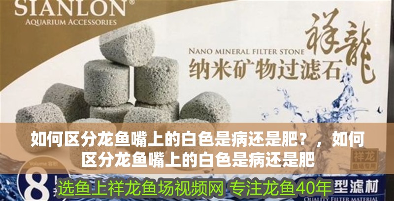 如何區分龍魚嘴上的白色是病還是肥？，如何區分龍魚嘴上的白色是病還是肥
