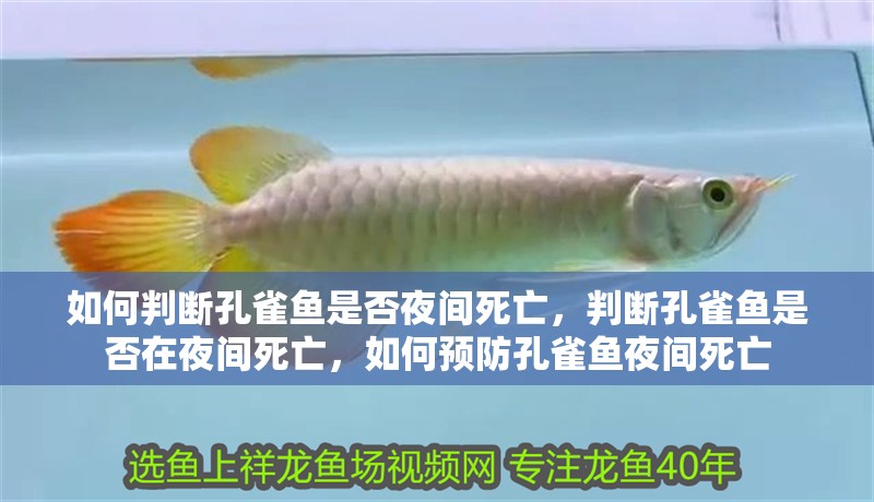 如何判斷孔雀魚是否夜間死亡，判斷孔雀魚是否在夜間死亡，如何預防孔雀魚夜間死亡