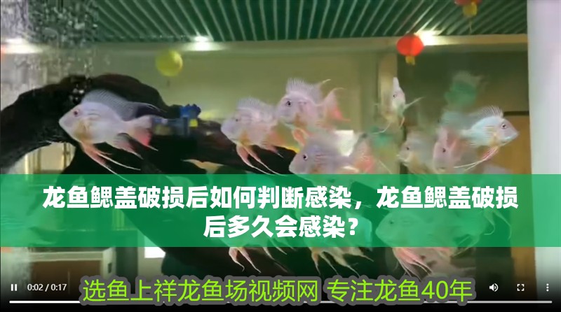 龍魚鰓蓋破損后如何判斷感染，龍魚鰓蓋破損后多久會感染？