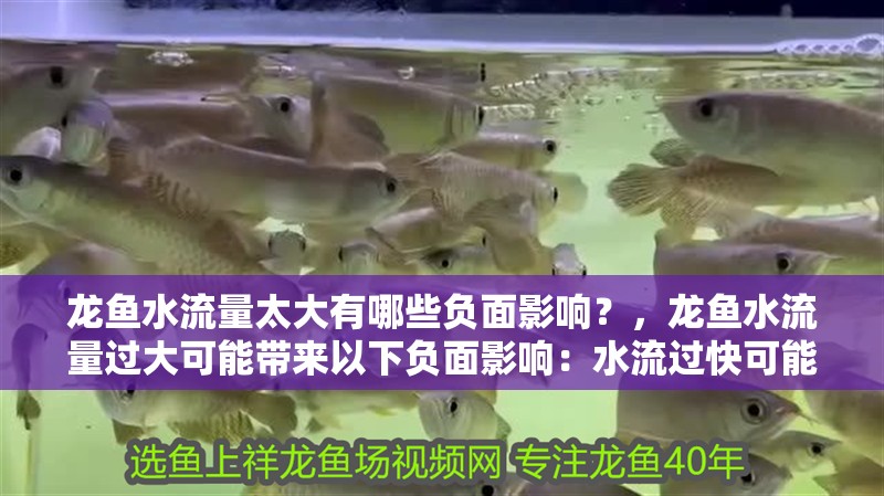 龍魚水流量太大有哪些負面影響？，龍魚水流量過大可能帶來以下負面影響：水流過快可能導致水質惡化