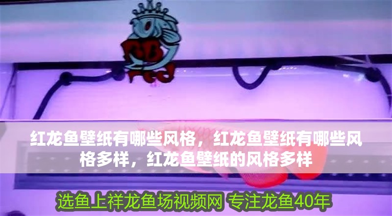 紅龍魚壁紙有哪些風格，紅龍魚壁紙有哪些風格多樣，紅龍魚壁紙的風格多樣