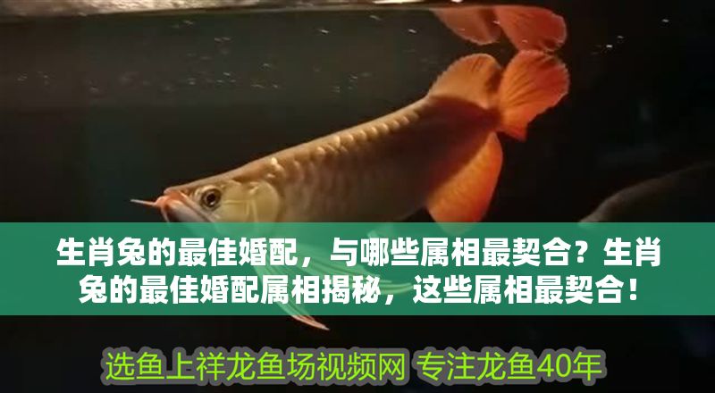 生肖兔的最佳婚配，與哪些屬相最契合？生肖兔的最佳婚配屬相揭秘，這些屬相最契合！