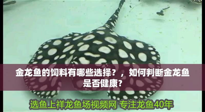 金龍魚的飼料有哪些選擇？，如何判斷金龍魚是否健康？ 金龍魚的飼料有哪些選擇？，如何判斷金龍魚是否健康？ 龍魚百科