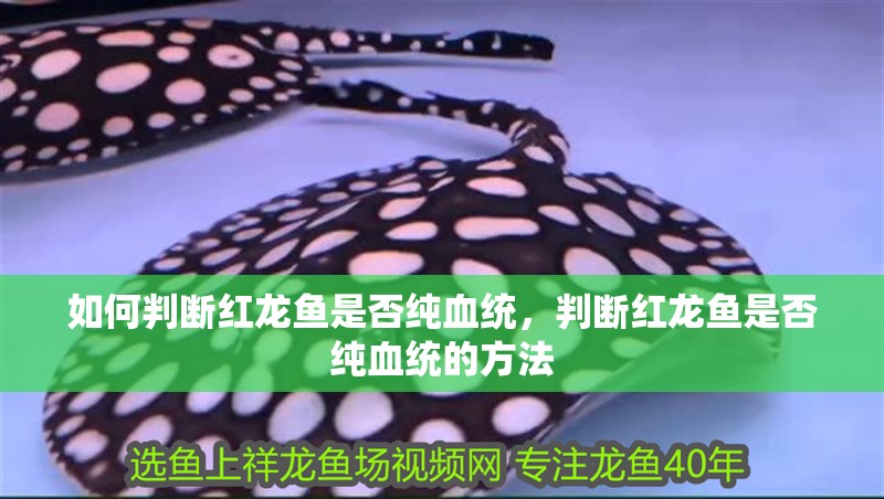 如何判斷紅龍魚是否純血統(tǒng)，判斷紅龍魚是否純血統(tǒng)的方法