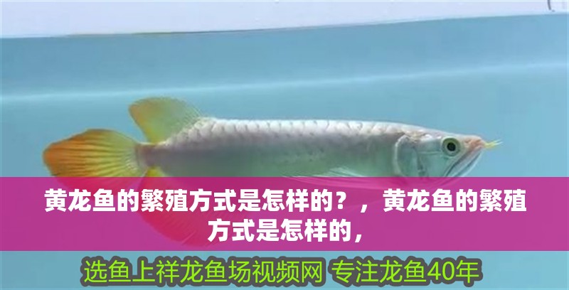 黃龍魚的繁殖方式是怎樣的？，黃龍魚的繁殖方式是怎樣的，